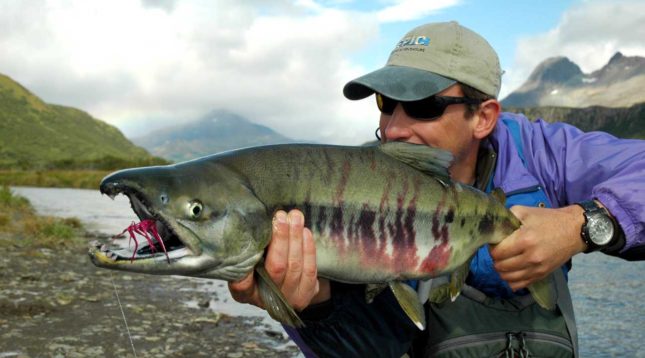 Fly Fishing for Chum Salmon in Alaska