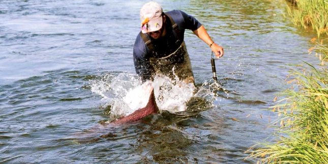 Fly Fishing for King Salmon in Bristol Bay
