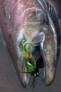 King Salmon Fly Fishing Trips in Alaska. Photo by Chris Johnson.