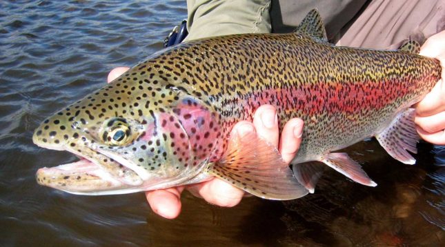 Fly Fishing for Trout in Alaska