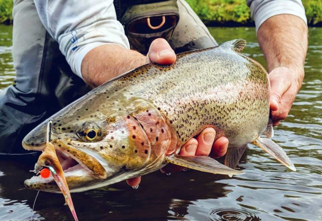 Fly Fishing for Rainbow Trout in Alaska