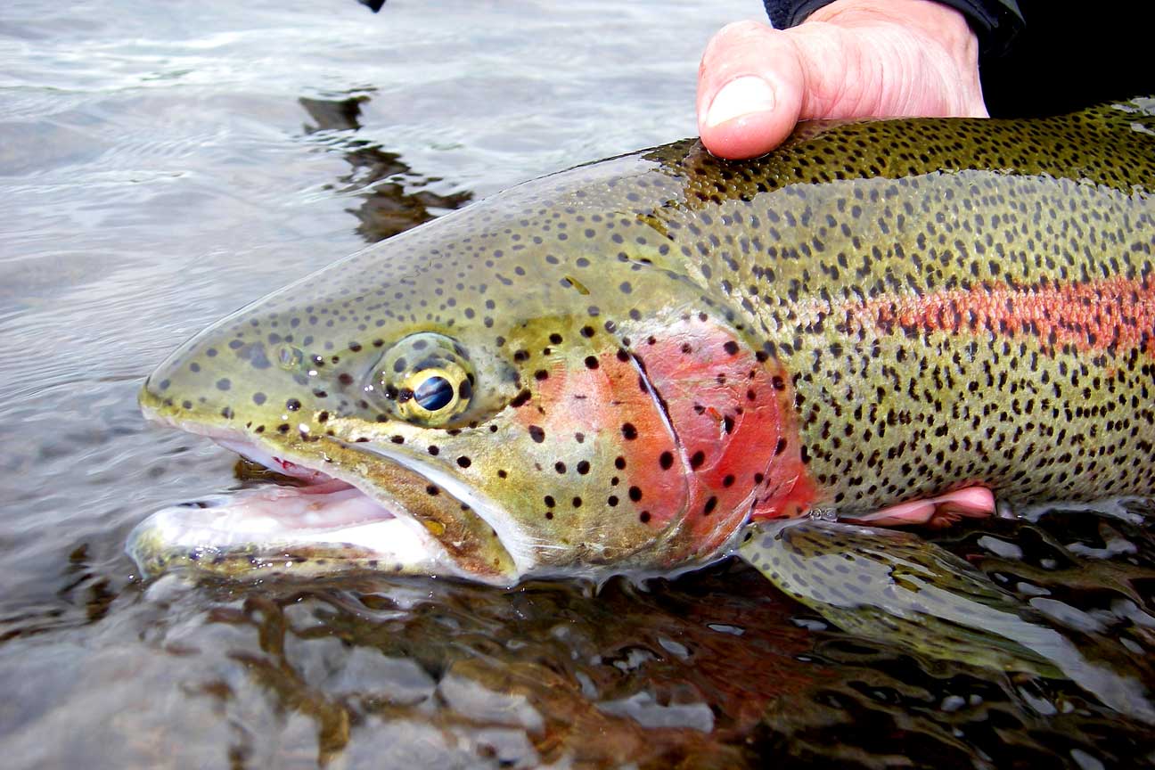 Seven Species Series: Rainbow Trout - Alaska Fly Fishing Trips